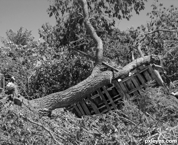 Treehouse after a Tornado